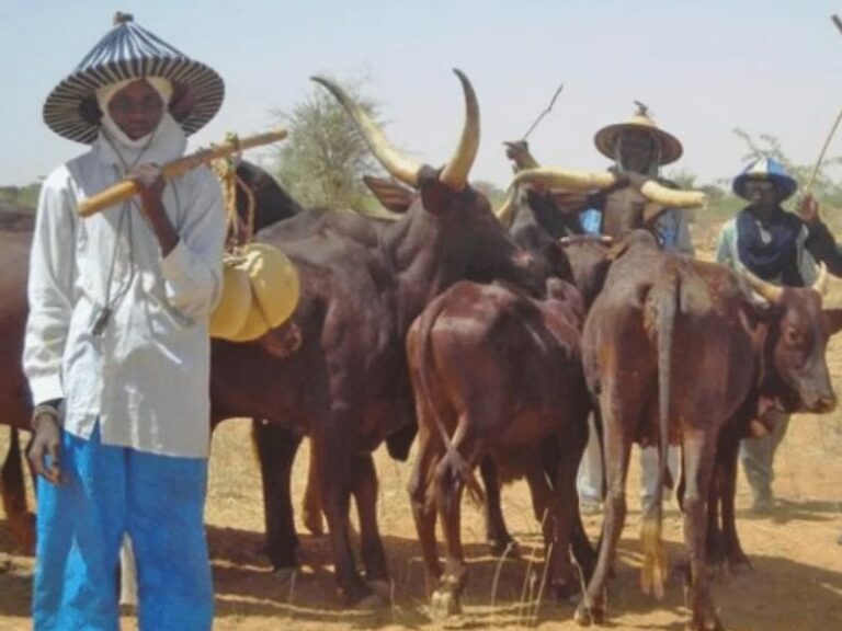 Fulani Christians Deny Link to Miyetti Allah as Plateau State Violence Rages 